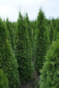 Thuja Smaragd met mediterrane uitstraling
